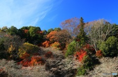 四季桜と紅葉