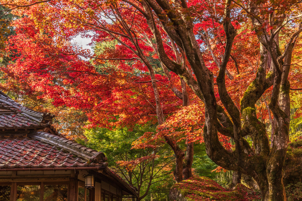 教林坊の紅葉