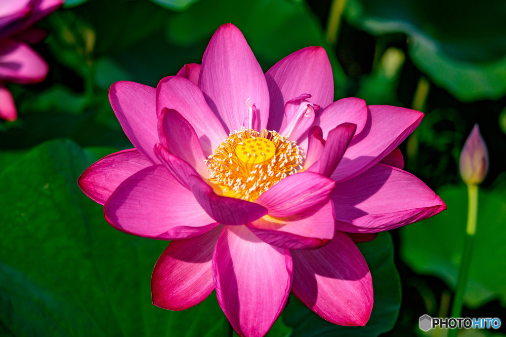 愛西市森川花ハスにて その2