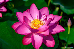 愛西市森川花ハスにて その2