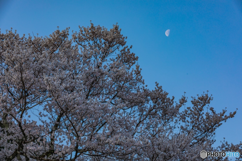 名残り月と桜