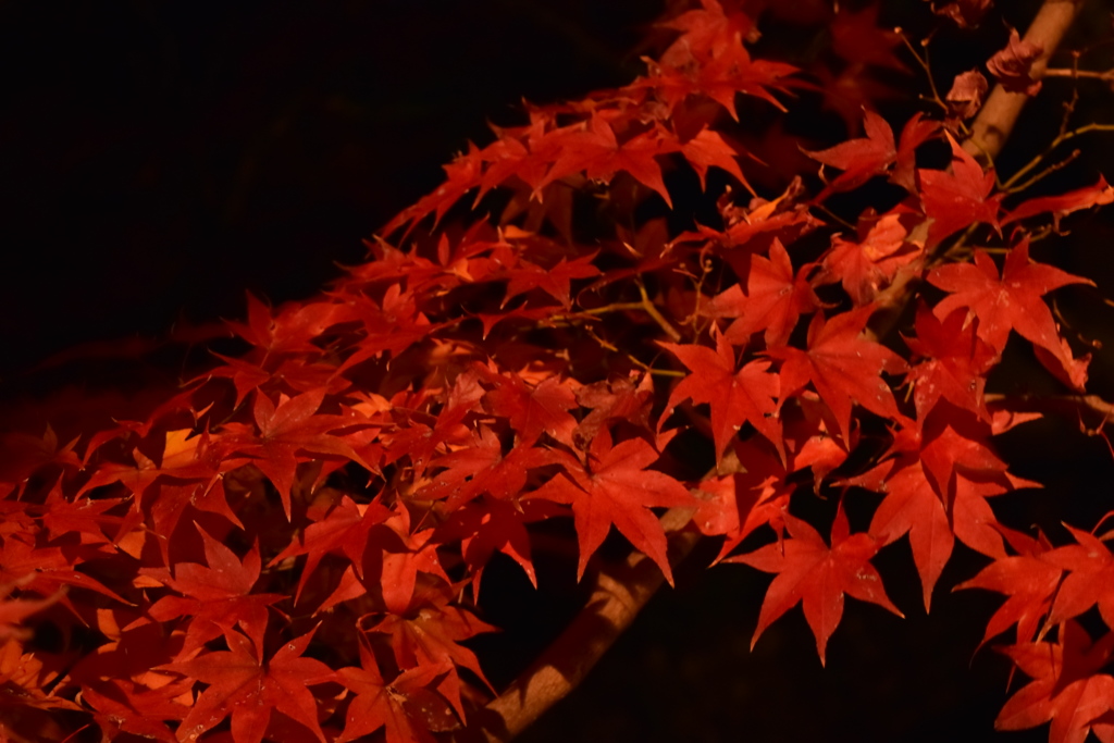 深紅