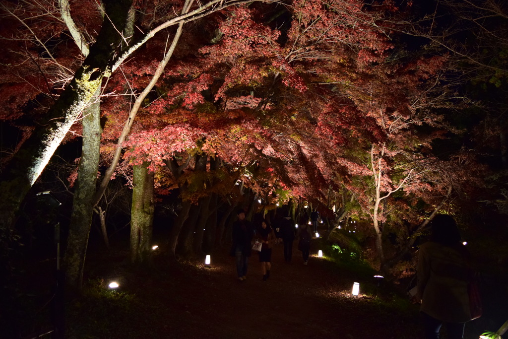 紅葉のトンネル