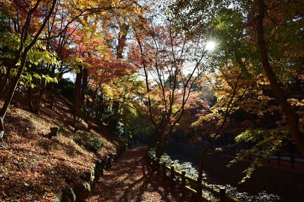 もみじ道