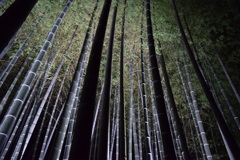 夜空へ昇る竹林
