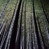 夜空へ昇る竹林