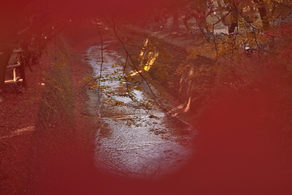 紅葉の向こう
