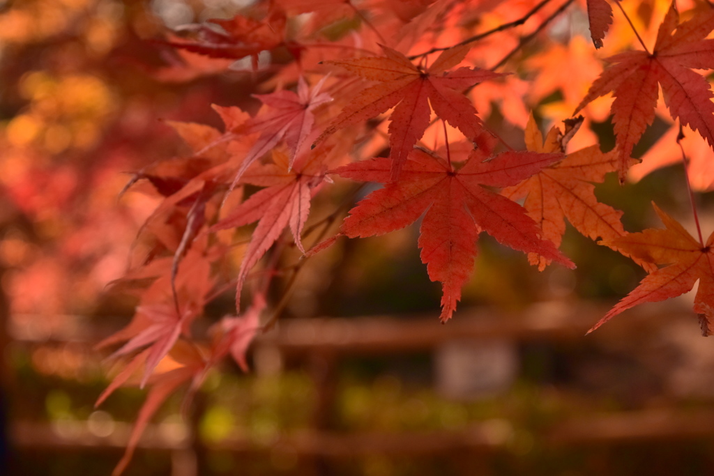 紅葉