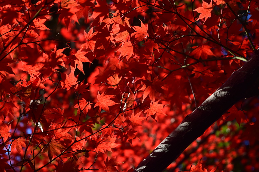 紅紅紅