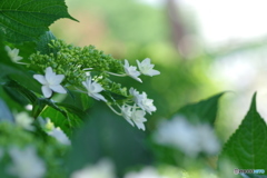 紫陽花