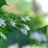 紫陽花