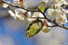 春来る
