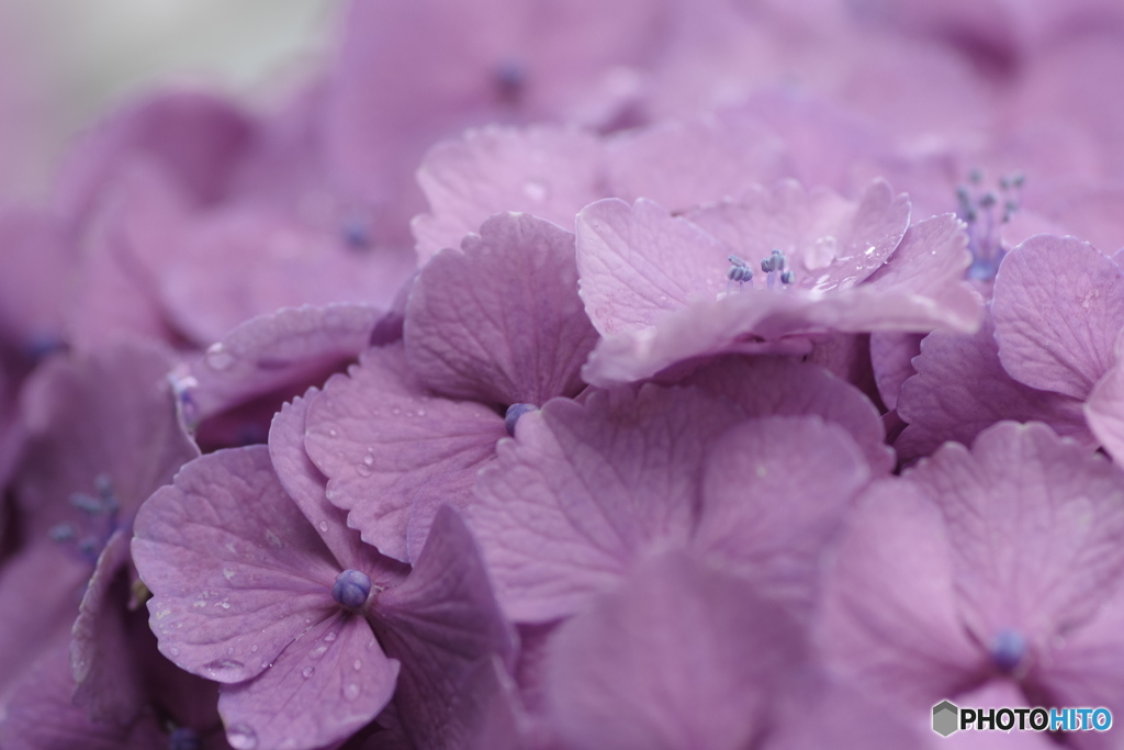 紫陽花