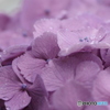 紫陽花