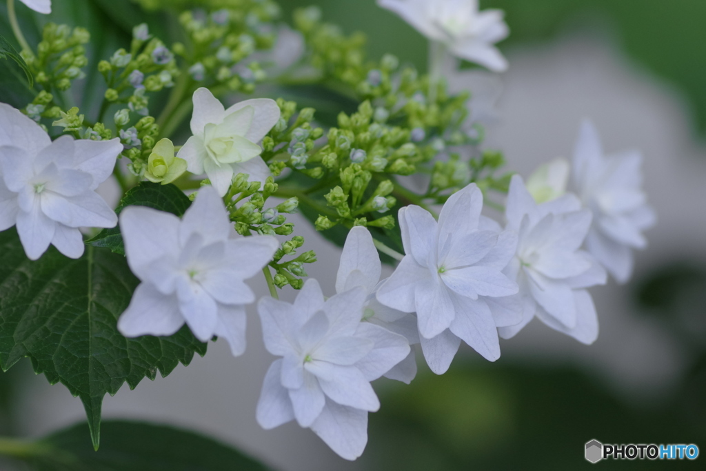 紫陽花