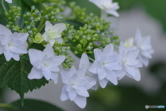 紫陽花