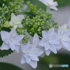 紫陽花