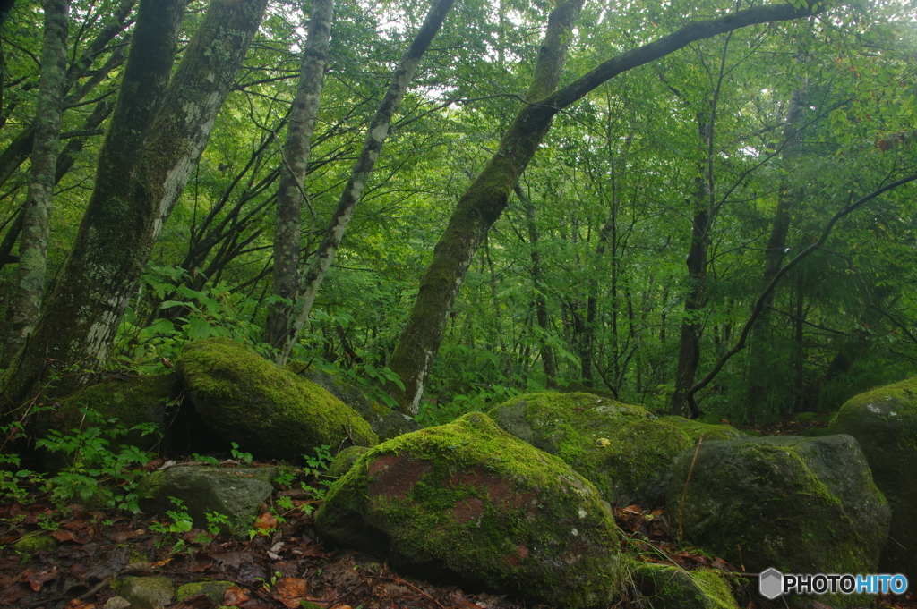 裏見の滝　下流　苔の森