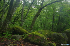 裏見の滝　下流　苔の森