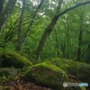 裏見の滝　下流　苔の森