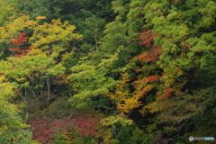 竜頭の滝　上流