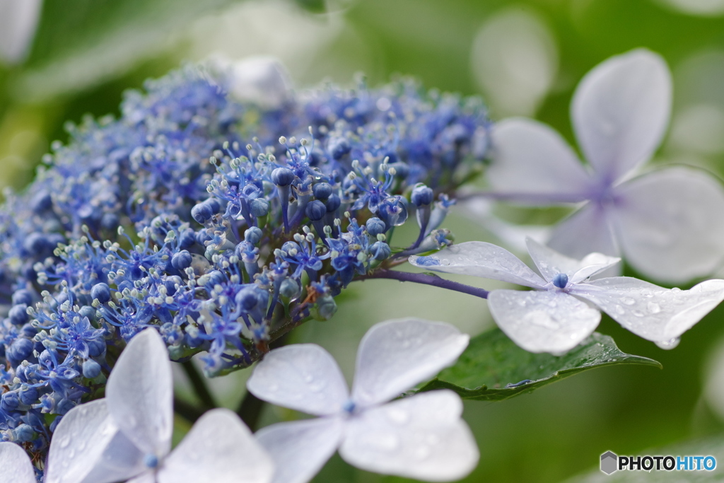 紫陽花