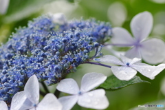 紫陽花