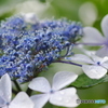 紫陽花
