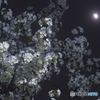 月夜の桜