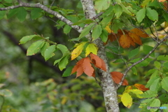 紅葉のはじまり