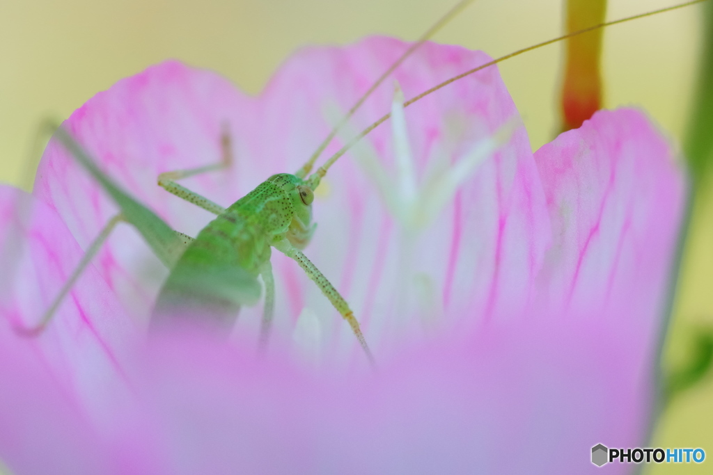 花に包まれて