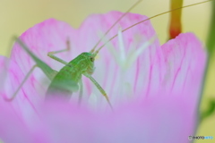 花に包まれて
