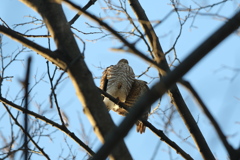 161211-2ツミ♀