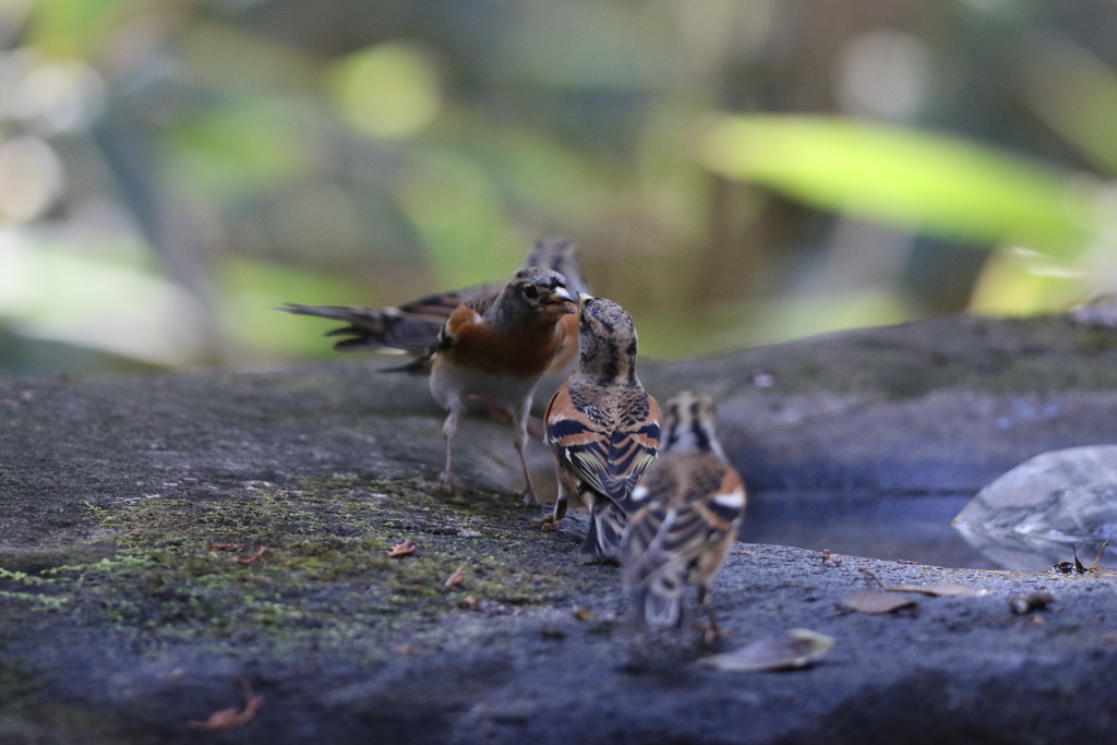 161203-23アトリの喧嘩？（１／２）