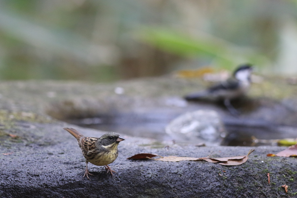 161204-16アオジとシジュウカラ
