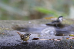 161204-16アオジとシジュウカラ