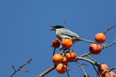 161211-14オナガの食事