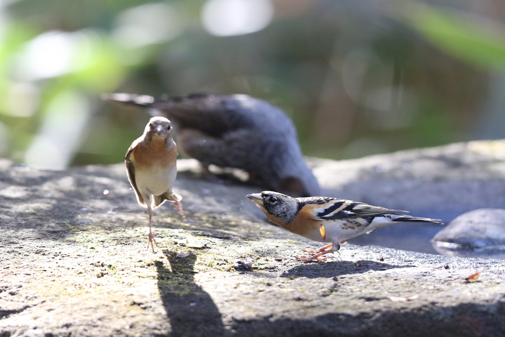 161212-7アトリの喧嘩（２／２）