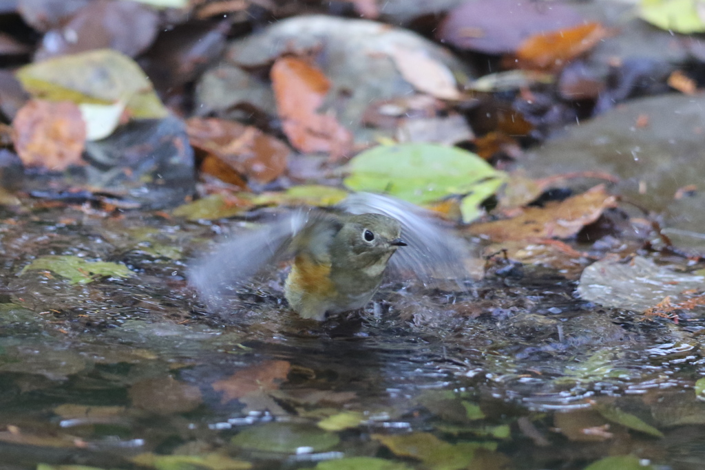 161130-10ルリビタキのお嬢さんのご入浴