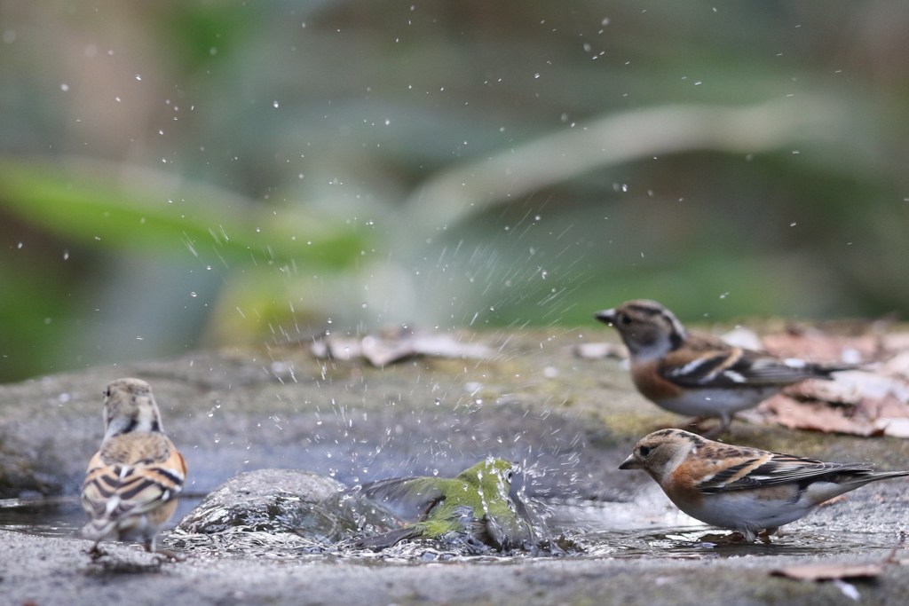 161213-9メジロの水浴びとアトリ