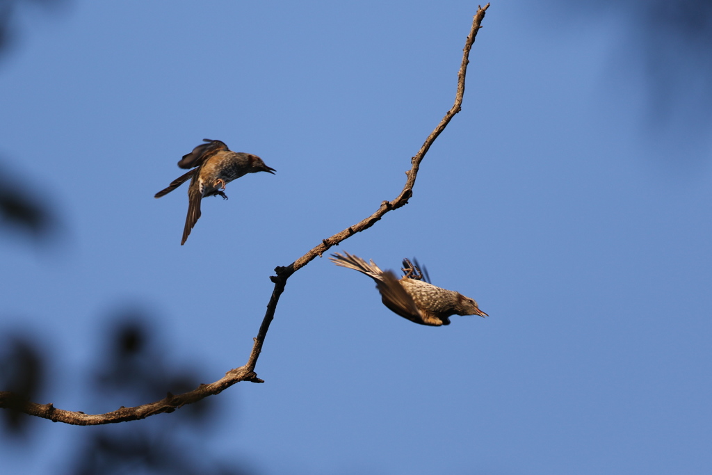 161118-3ヒヨドリ