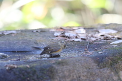 161224-5ご入浴・ルリビタキ♀