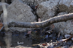 170124-7アオジの水浴び