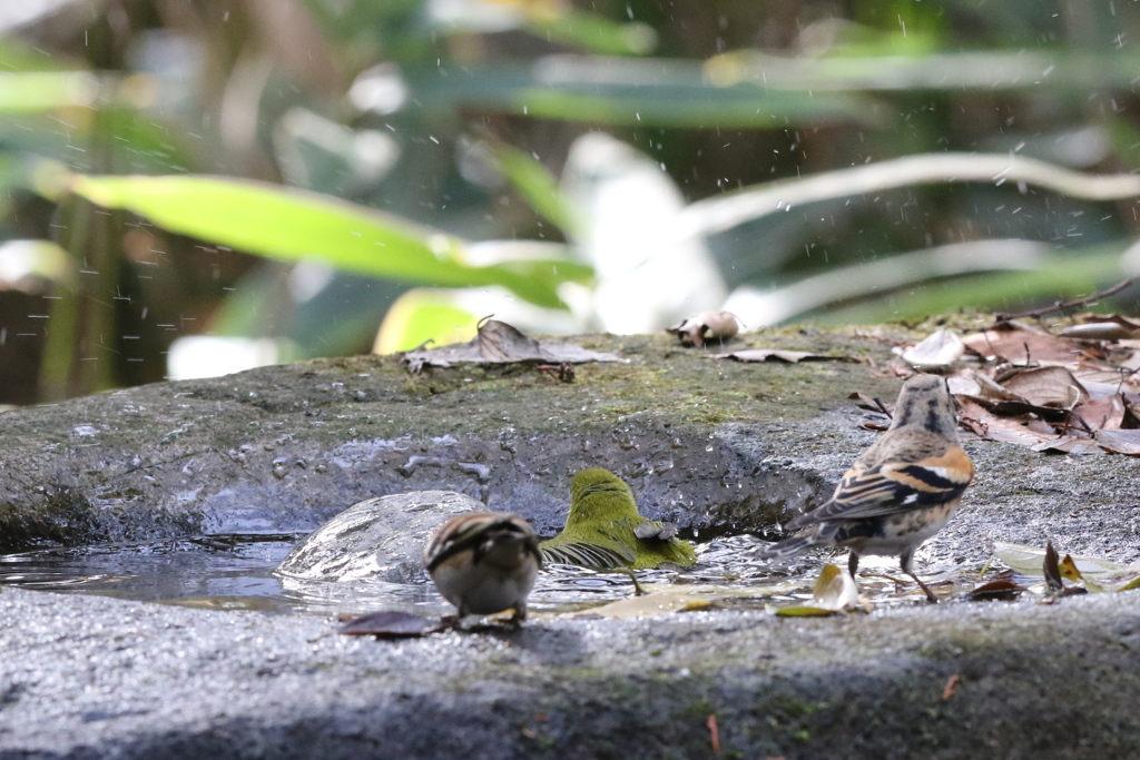 161204-31メジロの水浴び（１／３）