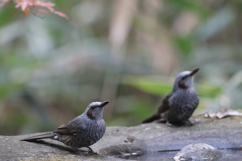 161213-5ヒヨドリ