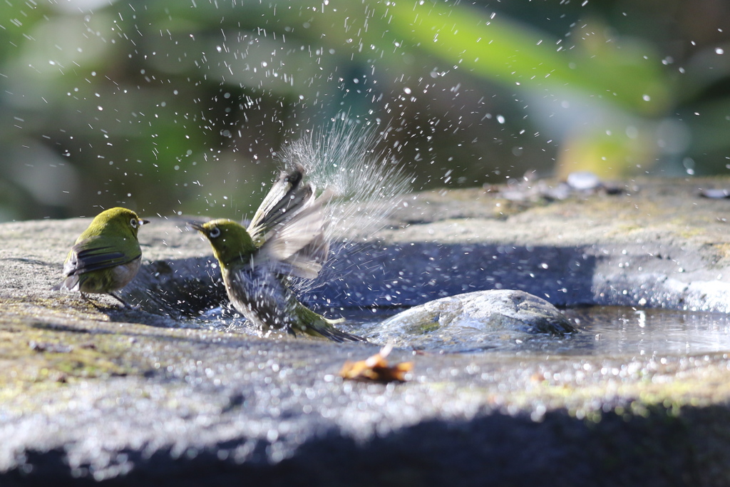 170107-6メジロの水浴び３