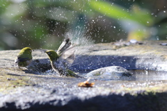 170107-6メジロの水浴び３