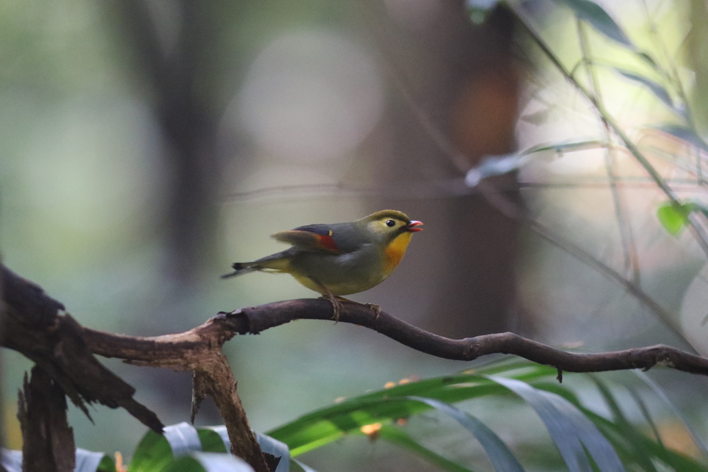 161122-2ソウシチョウ