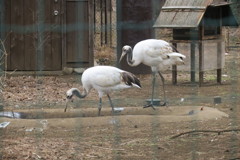 170301-1タンチョウ(動物園)の幼鳥