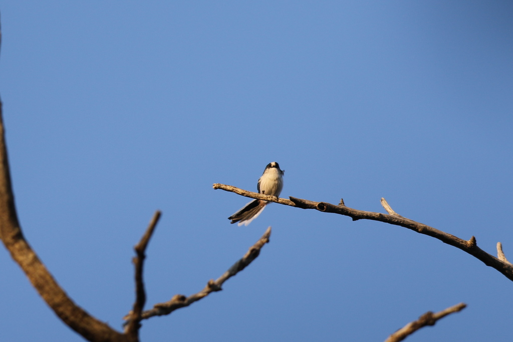 161118-2尾羽が曲がってる・もう卵を温めているの？・エナガ
